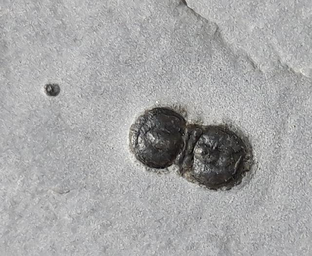 Hypagnostus parvifrons (LINNARSSON 1869) - Bild © FossNet FossilienStore